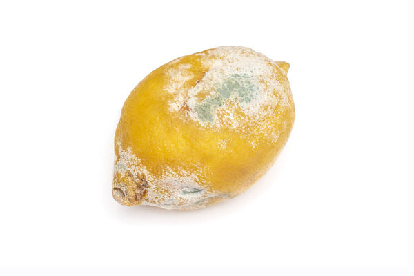 One rotten, half-decomposed, limp, green-and-white moldy fruit on a white background. Spoiled, unhealthy, yellow citrus lemon. The concept of expired food products.