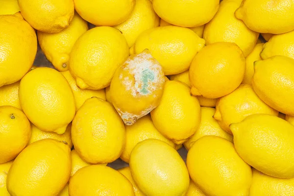 Limón Podrido Cubierto Moho Encuentra Entre Frutas Maduras Saludables Concepto —  Fotos de Stock