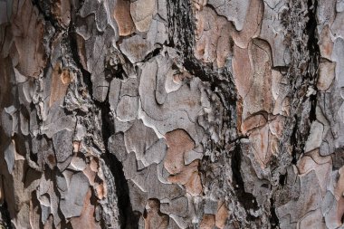 Çam ağacının gövdesinin kabuğunun dokusuna yakın çekim