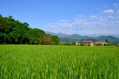 Çiftlik evi olan buğday tarlası ve arka planda dağ manzarası, La Garrotxa, Olot, Girona, Catalunya