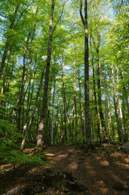 La Fageda en Jorda, La Garrotxa, Girona, İspanya 'da güzel bir kayın ormanının ortasındaki patikada.