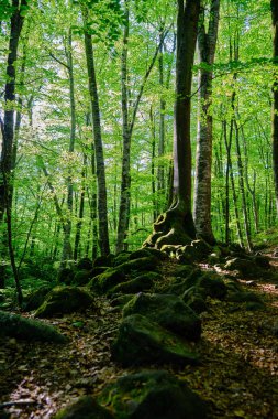 La Fageda en Jorda, La Garrotxa, Girona, İspanya 'da güzel bir kayın ormanının ön planında taşlar