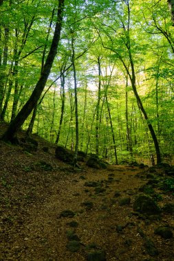 La Fageda en Jorda, La Garrotxa, Girona, İspanya 'da güzel bir kayın ormanının ortasındaki patikada.