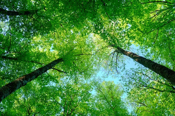 La Fageda d 'en Jorda, la Garrotxa, Girona' daki bir kayın ormanında dalları, yaprakları ve ağaç tepelerini gösteren tuhaf bir görüntü. İspanya