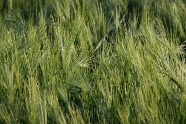 Buğday kulağı tarlaları, arkaplan