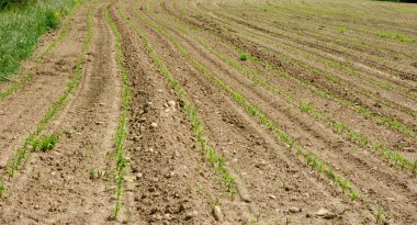 Genç yeşil bitki filizleriyle kuru tarım arazisi.