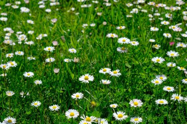 Papatyalı yeşil çayır. ilkbahar kır çiçekleri
