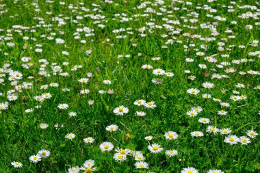 Papatyalı yeşil çayır. ilkbahar kır çiçekleri