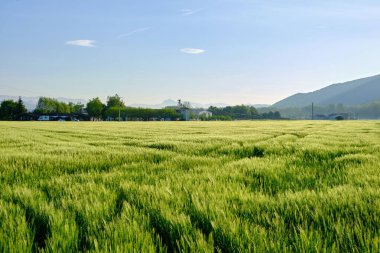 Sabah güneşinin ilk ışıklarıyla bir buğday tarlası manzarası. Vall den Bas, Boğucu, Girona.