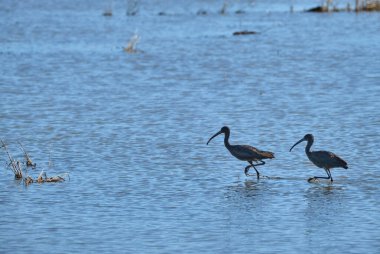 Morito comun (Plegadis falcinellus) Ebro Delta, Tarragona pirinç tarlalarının sularında.