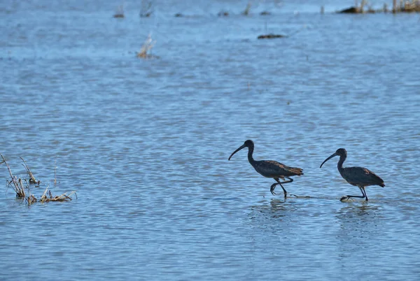 Tarragona的Ebro Delta稻田中的Morito Comun Plegadis Falcinellus — 图库照片