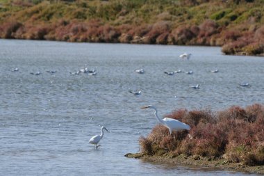 Küçük Akbalıkçıl (Egretta garzetta) ve Büyük Akbalıkçıl (Ardea alba), la tancada lagünü, delta del ebro. Tarragona