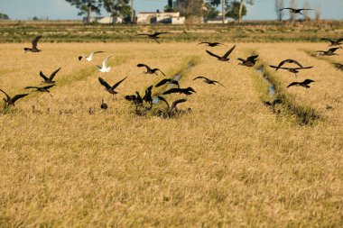 Ekin tarlaları üzerinde uçan kuş sürüsü. Sıradan morito (Plegadis falcinellus). delta del ebro, Tarragona