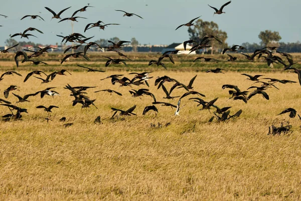 Bando Aves Voando Sobre Campos Cultivo Morito Comum Plegadis Falcinellus — Fotografia de Stock