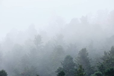 sis kaplı çam ormanı