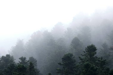 sis kaplı çam ormanı