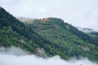 sis kaplı çam ormanı