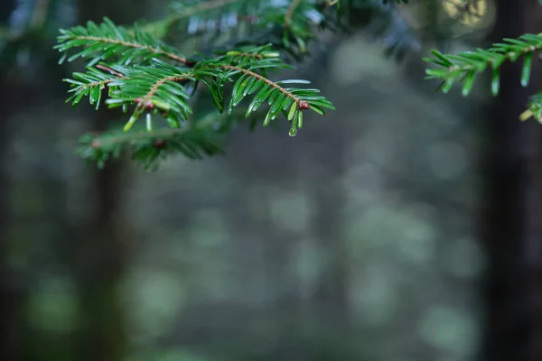 Детали Ветви Белой Ели Abies Alba Виды Деревьев Семейства Pinaceae — стоковое фото