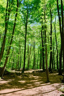 İlkbaharda kayın ormanı, alçak bir açıdan, Fageda d 'en Jorda, Girona