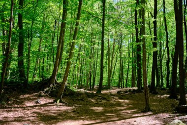 İlkbaharda kayın ormanı, alçak bir açıdan, Fageda d 'en Jorda, Girona