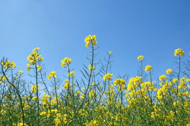 İlkbaharda kolza tohumu çiçekleri (Brassica napus) mavi gökyüzü arka planı