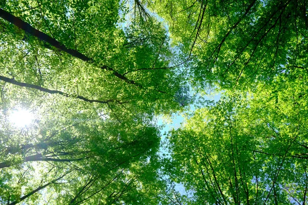 Floresta Faia Primavera Visto Ângulo Baixo Fageda Jorda Girona — Fotografia de Stock