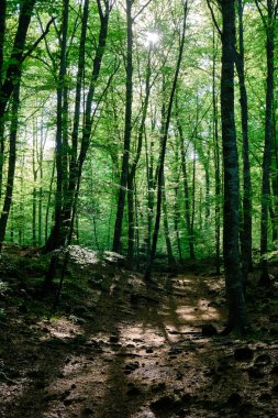 Bahar sabahı Fageda d 'en Jorda, Girona, İspanya' da kayın ormanları