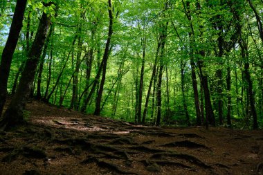 Bahar sabahı Fageda d 'en Jorda, Girona, İspanya' da kayın ormanları