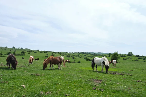 Ponies Pastures Sierras Urbasa Andia Navarra Spain — Stock Photo, Image