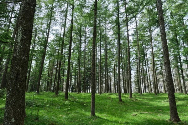 Pine Forest Green Grassy Ground Pais Vaco Gipuzkoa — Stok Foto