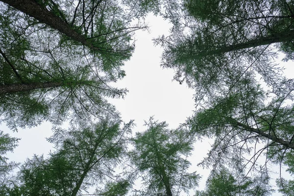 Pine Forest Gipuzkoa Pais Vasco Spain — Fotografia de Stock