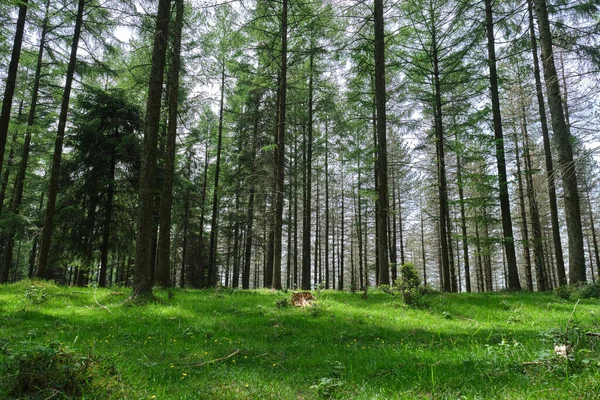 Pine Forest Gipuzkoa Pais Vasco Spain — Fotografia de Stock