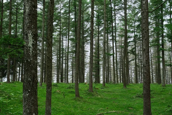 pine forest with a green grassy ground in Pais Vaco, Gipuzkoa