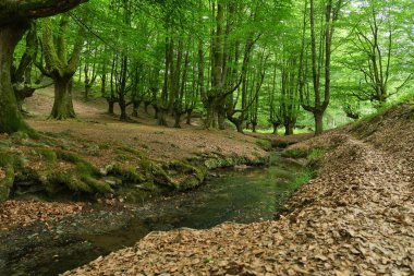 Otzarreta 'daki büyüleyici kayın ormanı. Biscay, İspanya