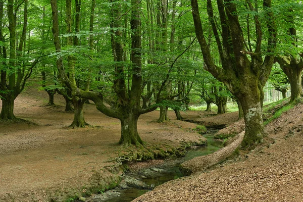 의아름다운 마법의 너도밤나무 스페인 — 스톡 사진
