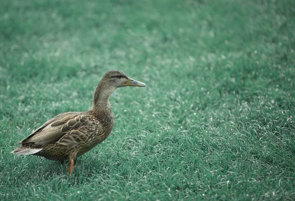 Canard Sauvage Sur Herbe Classée Extérieur — Photo