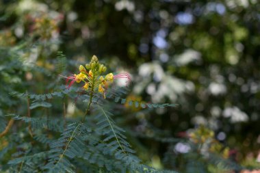 Yabani çalıların sarı çiçeği Caesalpinia gilliesii, genellikle keçi sakalı olarak bilinir..