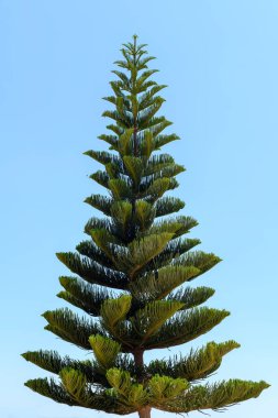 İzole edilmiş çam ağacı, araucaria heterofilla, mavi arkaplanda..