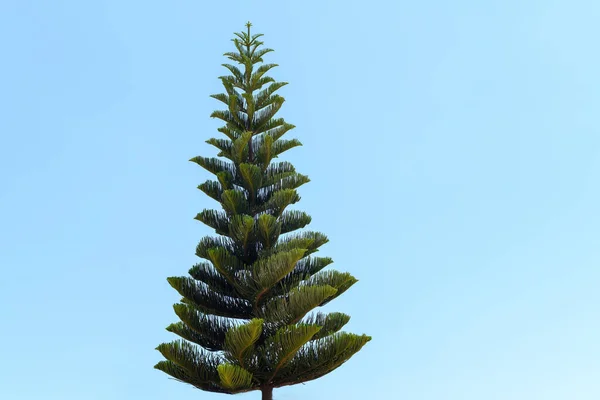 Geïsoleerde Pijnboom Araucaria Heterophylla Blauwe Achtergrond — Stockfoto