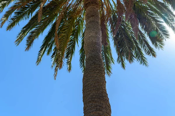 Пальма Видимая Снизу Голубом Фоне Неба — стоковое фото
