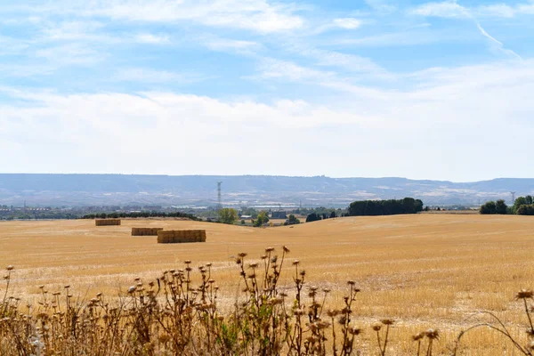 Landscape of plowed field with squares of straw, in the background industrial zone and dry thistles in front. In Villanueva de la Torre a town in Guadalajara Spain