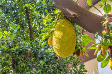 ripening Jackfruits on a Tree in the Nature