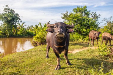 Rice Field Tayland ve Güneydoğu Asya 'da Bufalo.