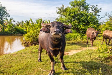 Rice Field Tayland ve Güneydoğu Asya 'da Bufalo.