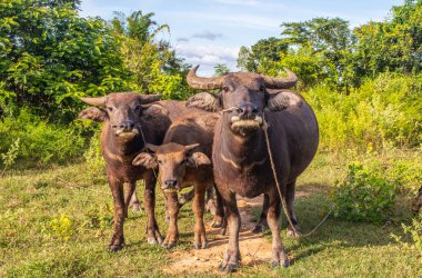 Rice Field Tayland ve Güneydoğu Asya 'da Bufalo.