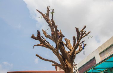 Bir yerleşim yerindeki ağacın dallarını testereyle kesmek.