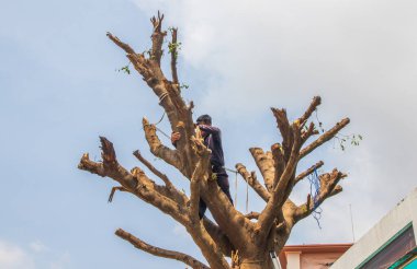  Bir yerleşim yerindeki ağacın dallarını testereyle kesmek.