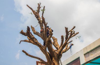  Bir yerleşim yerindeki ağacın dallarını testereyle kesmek.