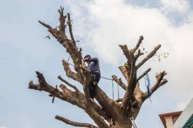  Bir yerleşim yerindeki ağacın dallarını testereyle kesmek.