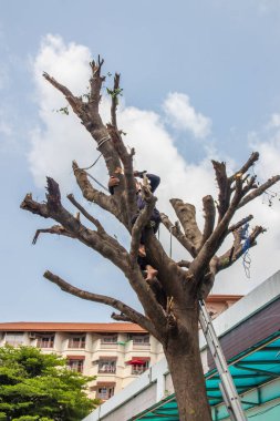 Bir yerleşim yerindeki ağacın dallarını testereyle kesmek.